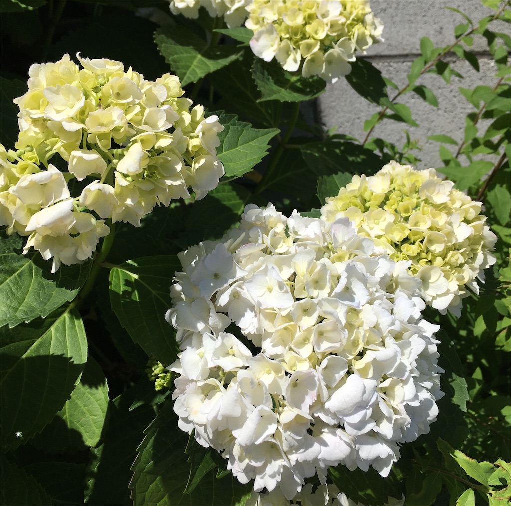 f:id:gootimizu:20200528105645j:image