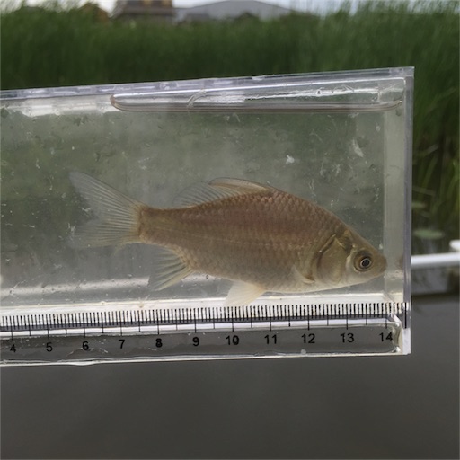 f:id:gorey08:20180513212818j:image f:id:gorey08:20180513212818j:image