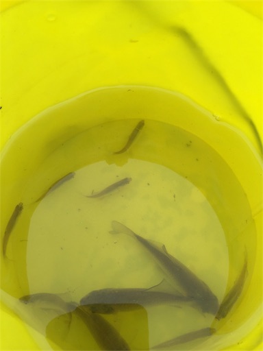 f:id:gorey08:20180513215638j:image f:id:gorey08:20180513215638j:image