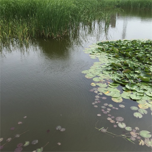 f:id:gorey08:20180518161230j:image f:id:gorey08:20180518161230j:image