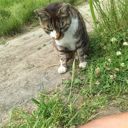 f:id:gorey08:20180518191320j:image f:id:gorey08:20180518191320j:image