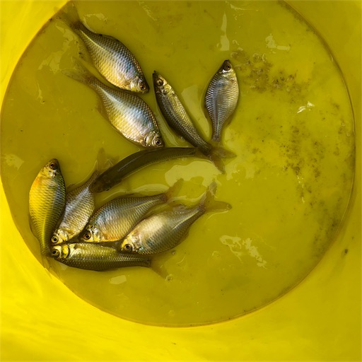 草加の池で鮒釣り オデコと言うかボウズと言うか ほどほど徒然文