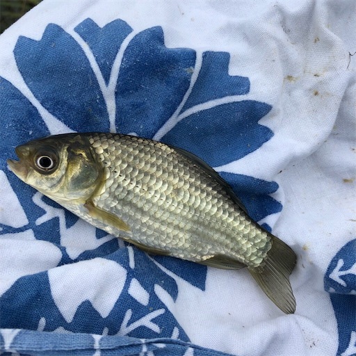 マブナ池でマブナ釣り 雨はいいけど寒いのはダメだな ほどほど徒然文