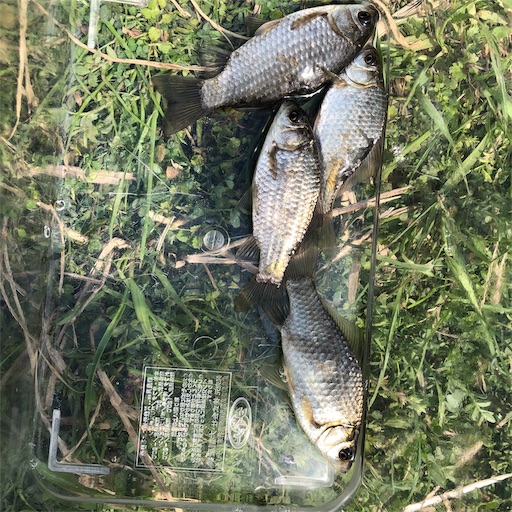 f:id:gorey08:20190317120425j:image
