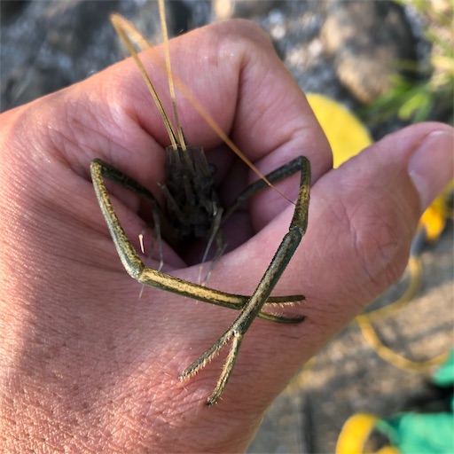 荒川でテナガエビ釣り 時合いとエサが大事だったのかな ほどほど徒然文