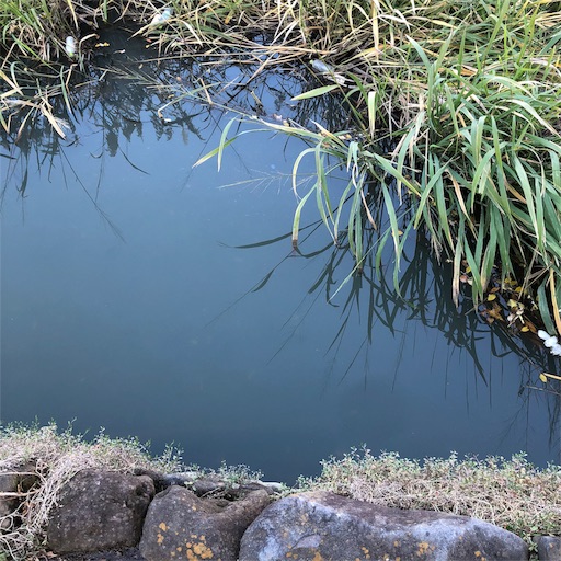 葛西用水路で小物釣り 侮るなかれ蒸しケーキ ほどほど徒然文 葛西用水路で小物釣り 侮るなかれ蒸しケーキ ほどほど徒然文