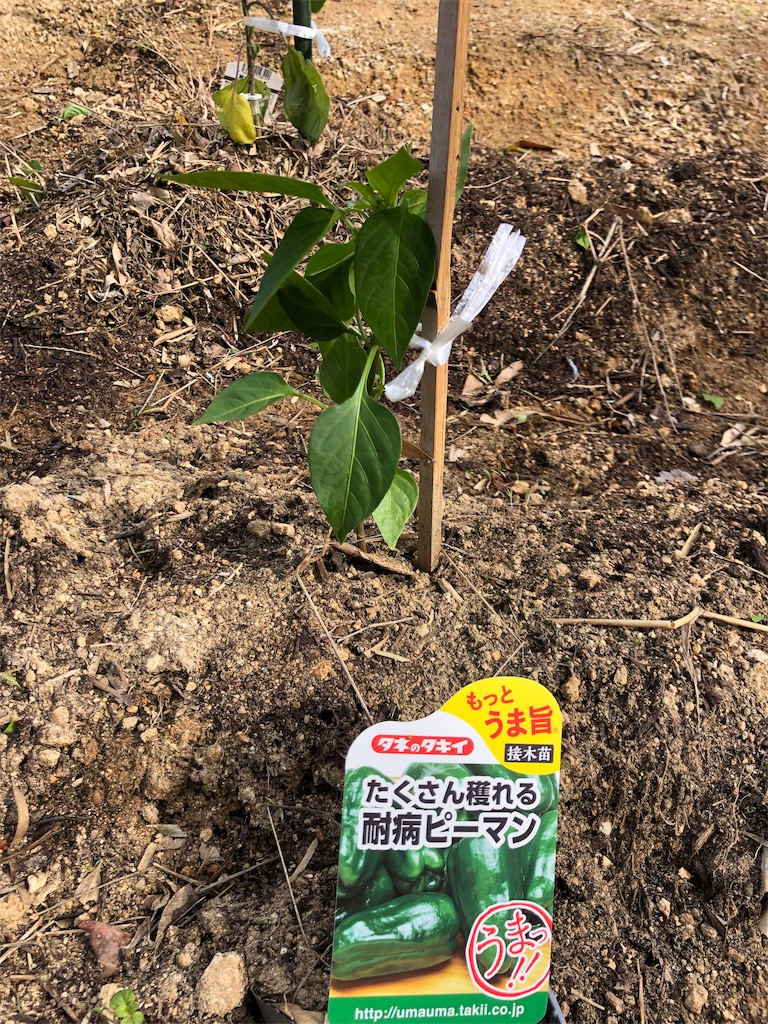 f:id:gori513:20190428231612j:image f:id:gori513:20190428231612j:image