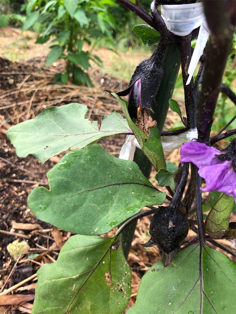 初心者の家庭菜園 ナスが実をつけた 初心者の家庭菜園挑戦