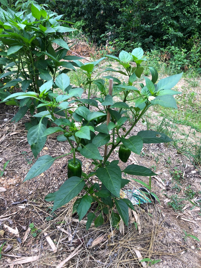 初心者の家庭菜園 ピーマンがまたまた収穫できそう 初心者の家庭菜園挑戦 初心者の家庭菜園 ピーマンがまたまた収穫できそう 初心者の家庭菜園挑戦
