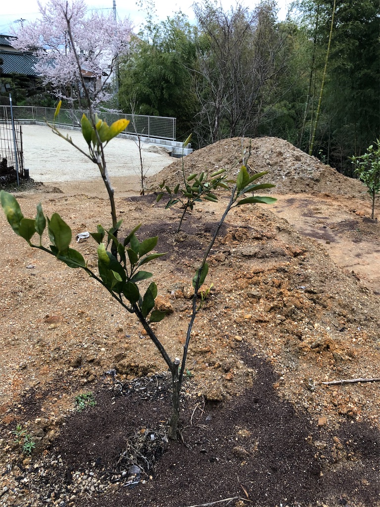 初心者の家庭菜園 果物達 初心者の家庭菜園挑戦