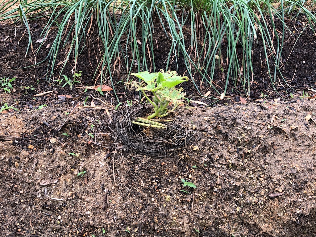 初心者の家庭菜園 ２年目 アブラムシ襲来 カボチャ メロンが大ピンチ 初心者の家庭菜園挑戦