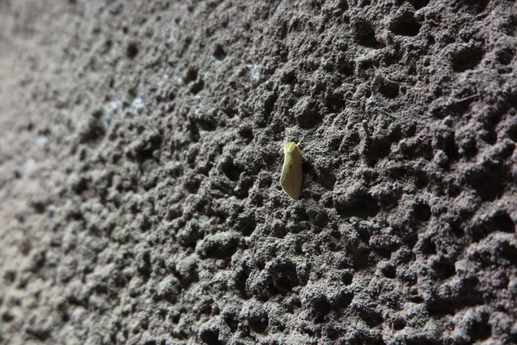 f:id:goriboo5050:20170513063052j:plain f:id:goriboo5050:20170513063052j:plain