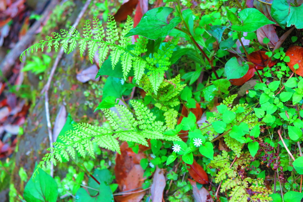 f:id:goriboo5050:20170513072520j:plain f:id:goriboo5050:20170513072520j:plain