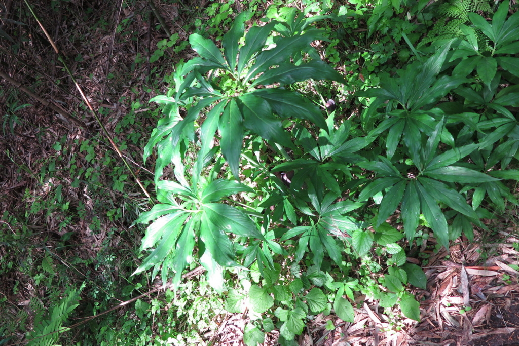 f:id:goriboo5050:20170513073131j:plain f:id:goriboo5050:20170513073131j:plain