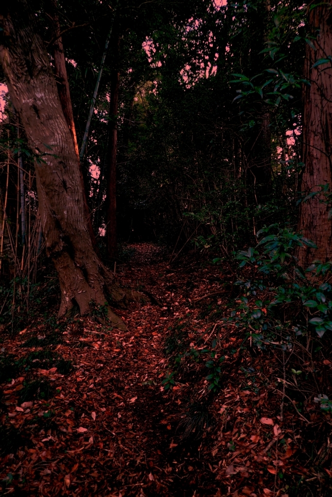 f:id:goriboo5050:20180401125946j:plain