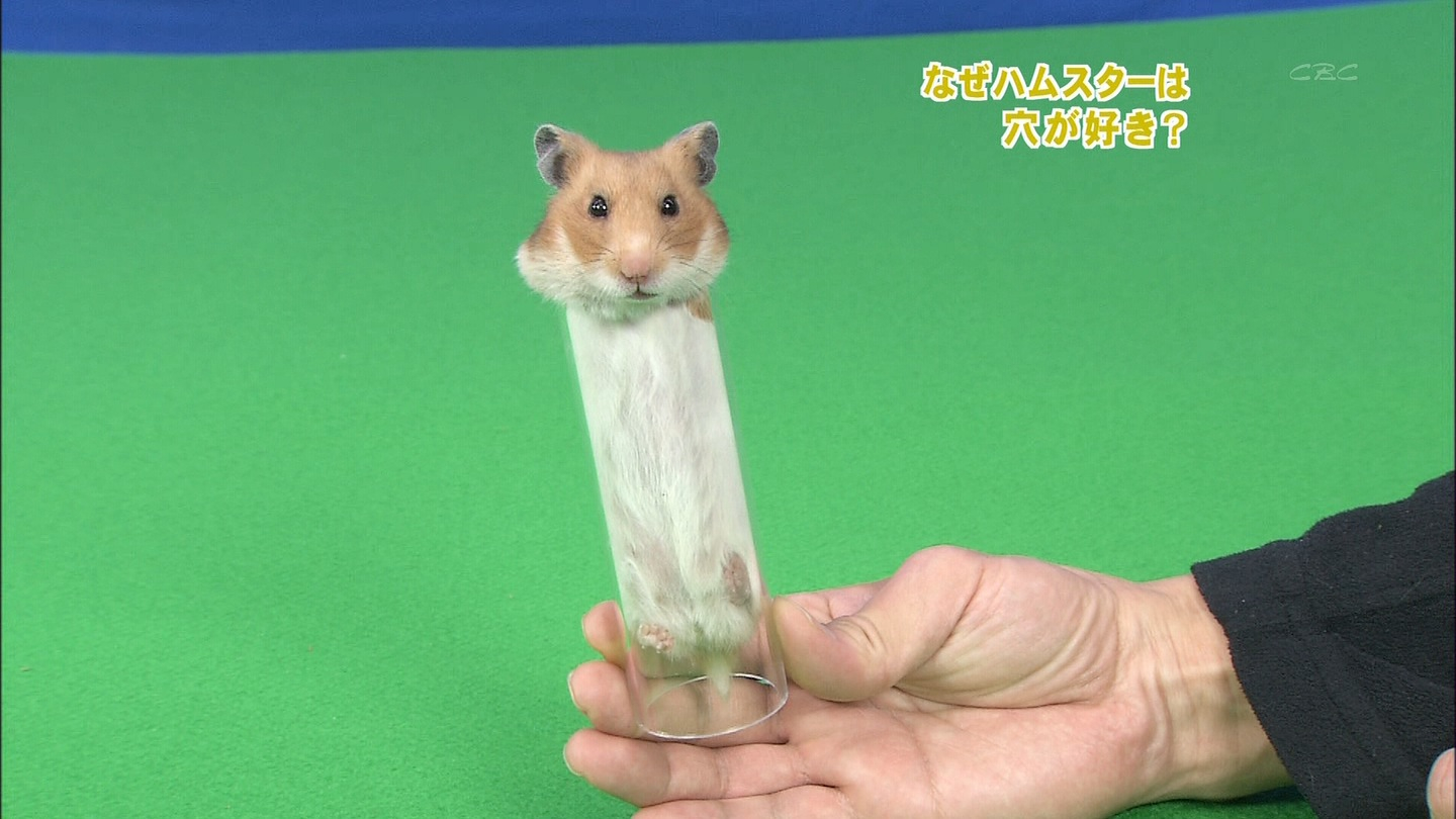 f:id:gorilla-boots:20140425135431j:image