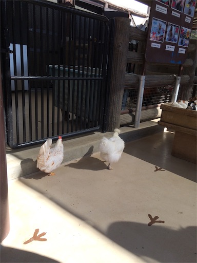 f:id:gorinosuke:20190309152021j:image