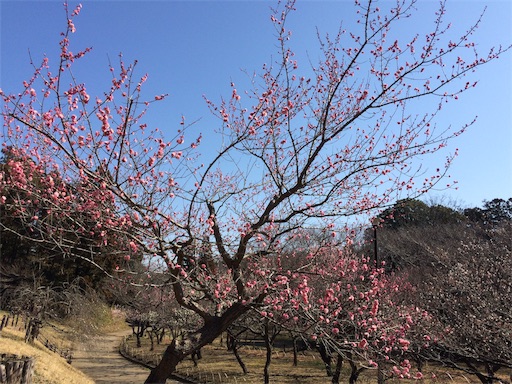 f:id:gorinosuke:20190309152027j:image