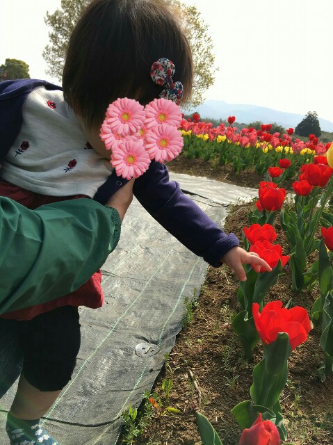 岡原花公園 おかばる花公園 ごりぴよ日誌