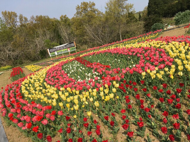 岡原花公園 おかばる花公園 ごりぴよ日誌