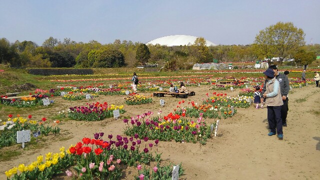 岡原花公園 おかばる花公園 ごりぴよ日誌