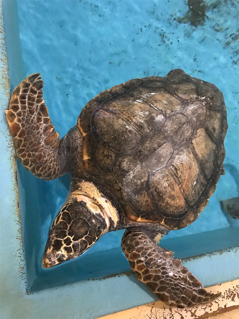 f:id:gorohatsu:20230331175728j:image f:id:gorohatsu:20230331175728j:image