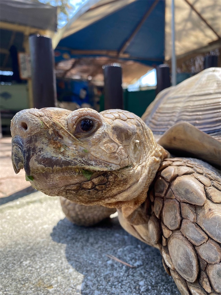 f:id:gorohatsu:20230331175731j:image f:id:gorohatsu:20230331175731j:image