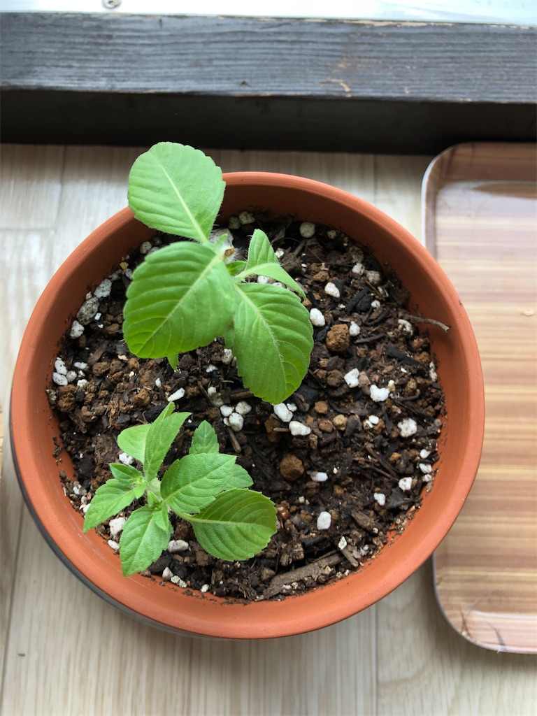 f:id:gororo2nyangororo:20200919012555j:image f:id:gororo2nyangororo:20200919012555j:image