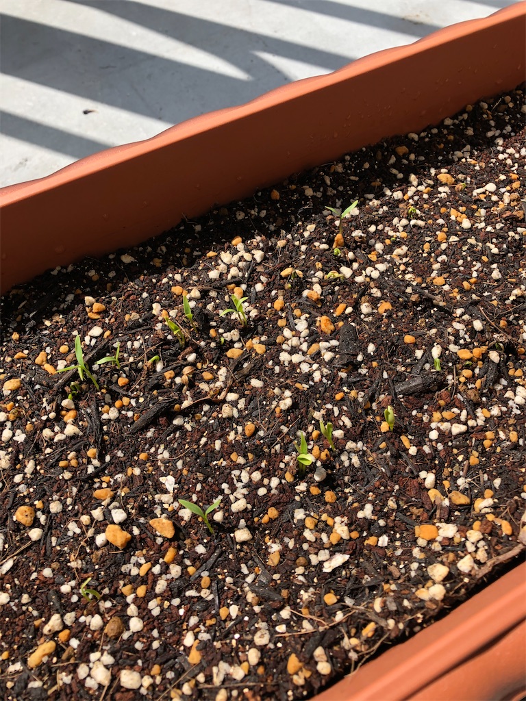 f:id:gororo2nyangororo:20200923140448j:image f:id:gororo2nyangororo:20200923140448j:image