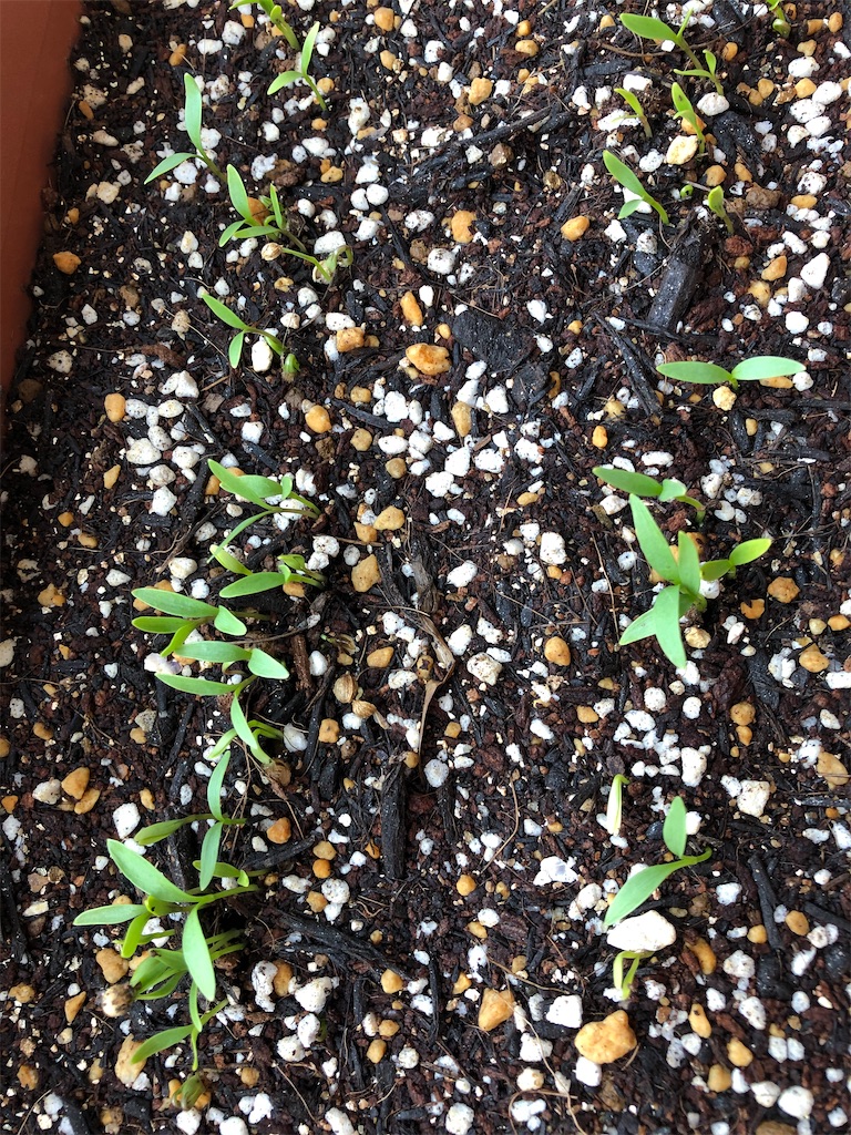 f:id:gororo2nyangororo:20200923140521j:image f:id:gororo2nyangororo:20200923140521j:image