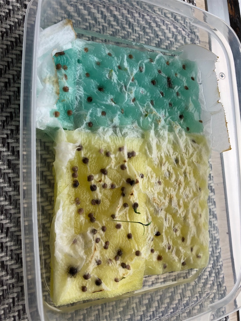 f:id:gororo2nyangororo:20200924111320j:image f:id:gororo2nyangororo:20200924111320j:image