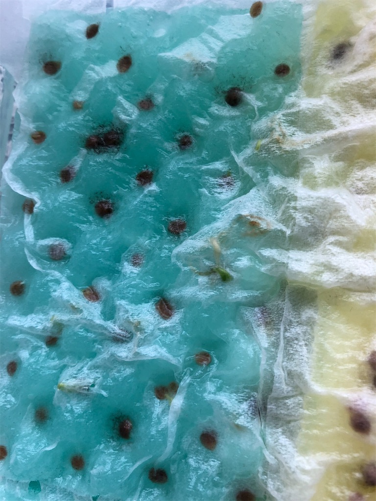 f:id:gororo2nyangororo:20200924111340j:image f:id:gororo2nyangororo:20200924111340j:image