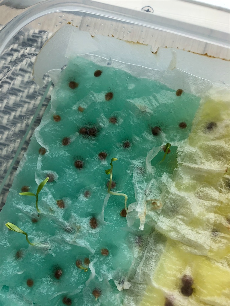 f:id:gororo2nyangororo:20200924111428j:image f:id:gororo2nyangororo:20200924111428j:image