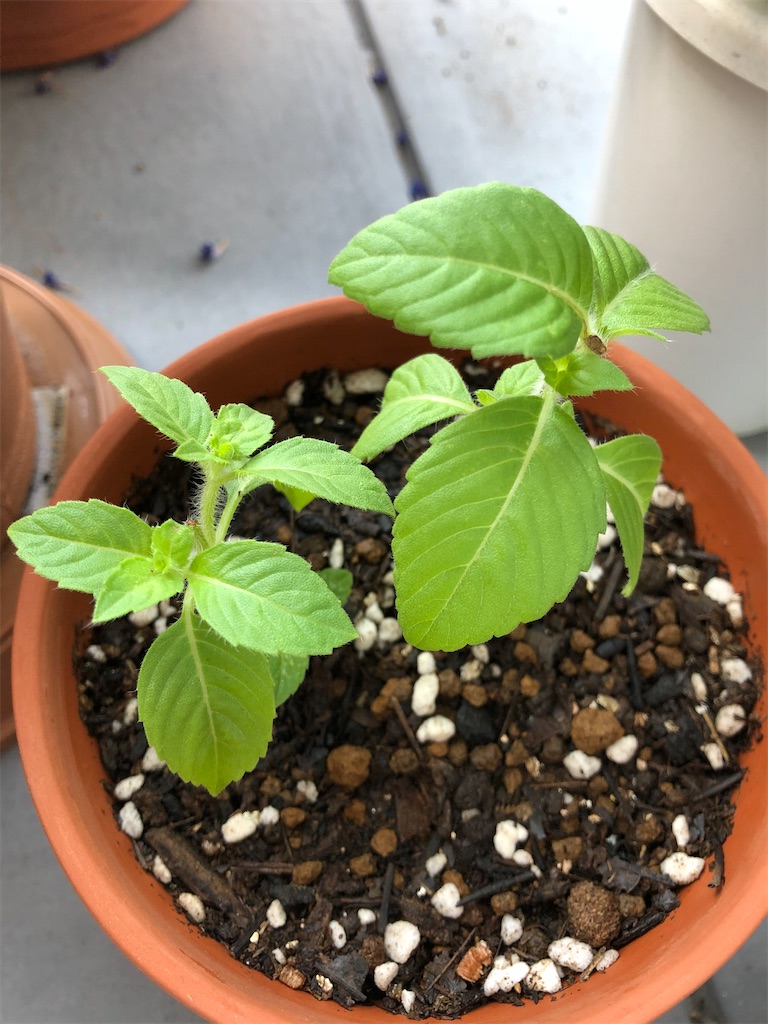 f:id:gororo2nyangororo:20200927010649j:image f:id:gororo2nyangororo:20200927010649j:image