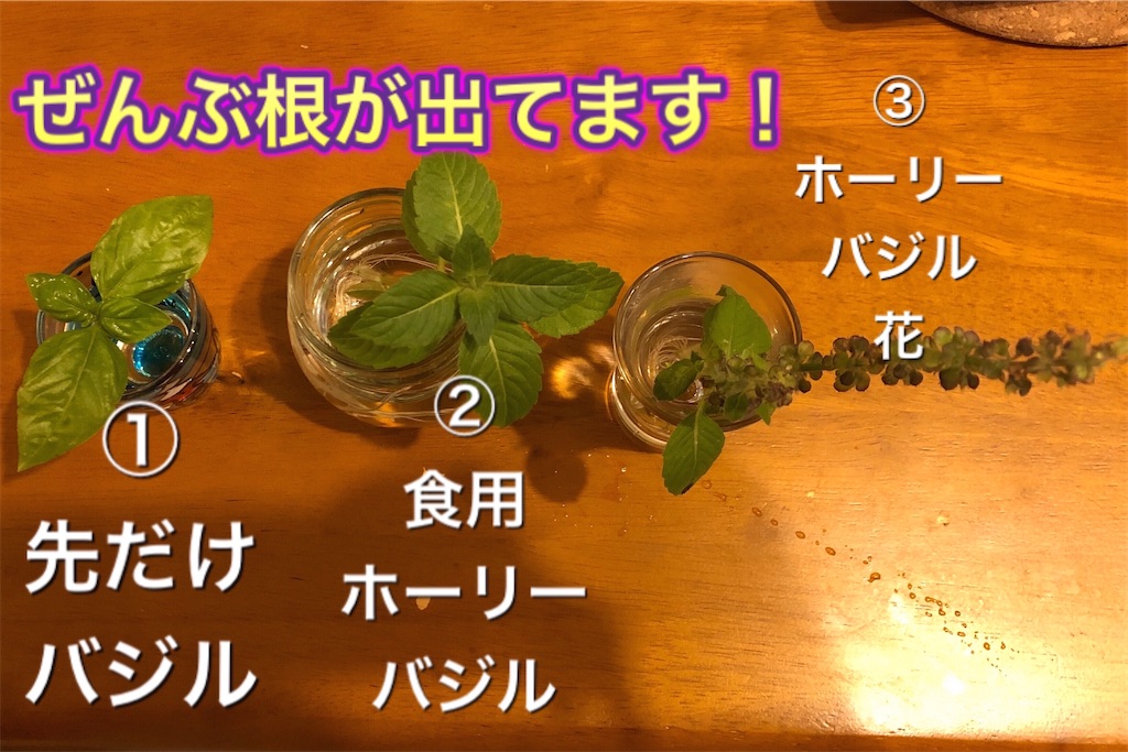 驚愕 バジルの 水差しでの発根は超簡単 きのこと名乗ったからには かごに入れ