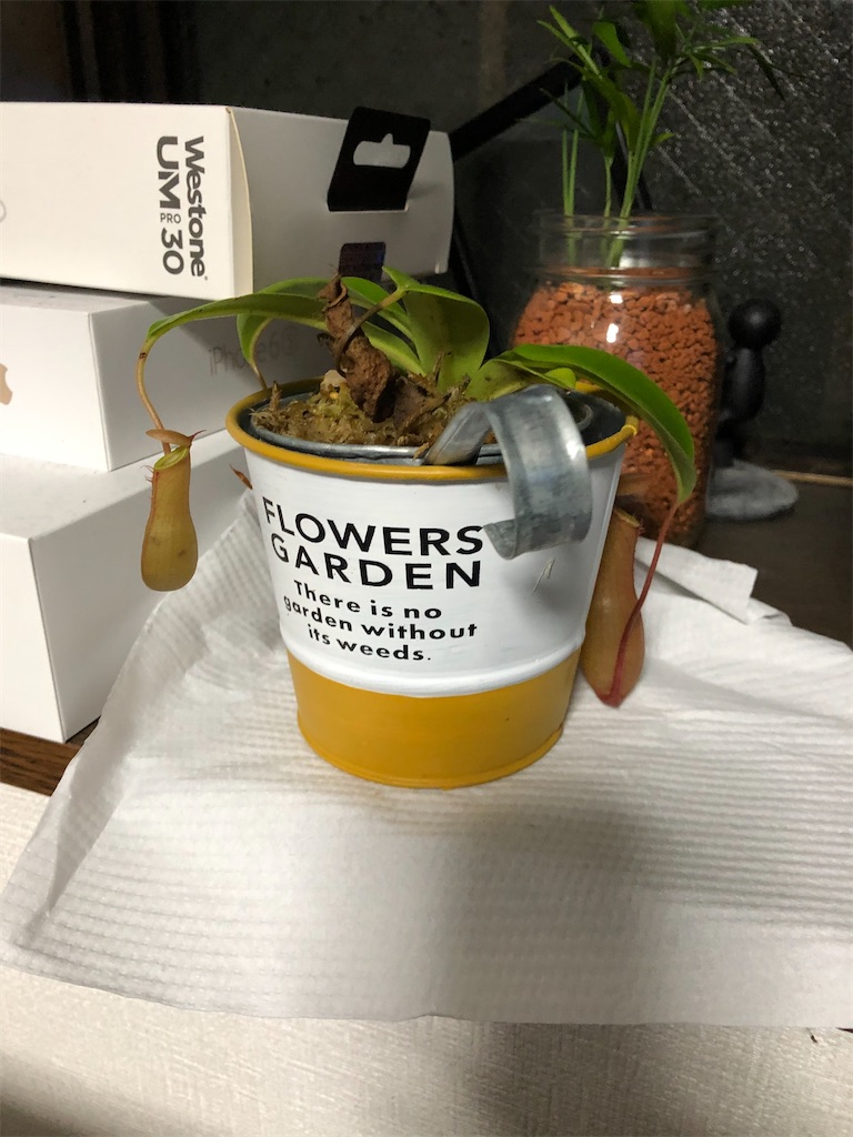 f:id:gororo2nyangororo:20200929123822j:image