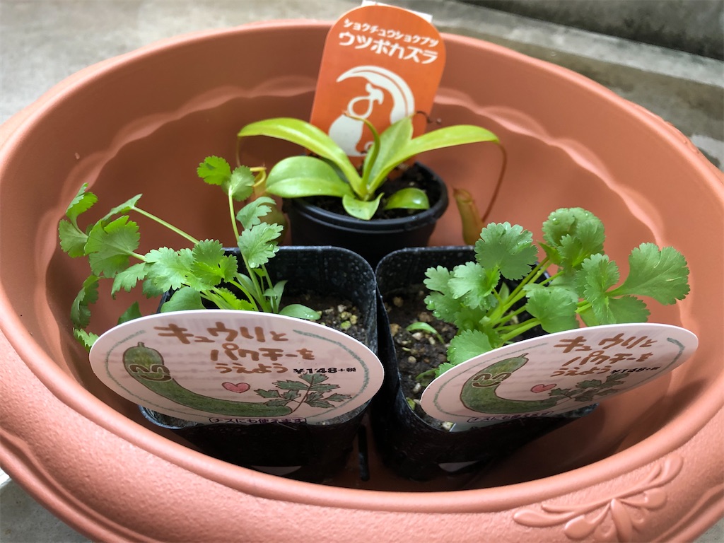 f:id:gororo2nyangororo:20200929123826j:image