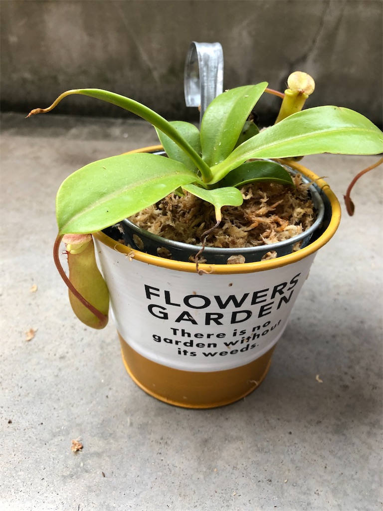 f:id:gororo2nyangororo:20200929123830j:image