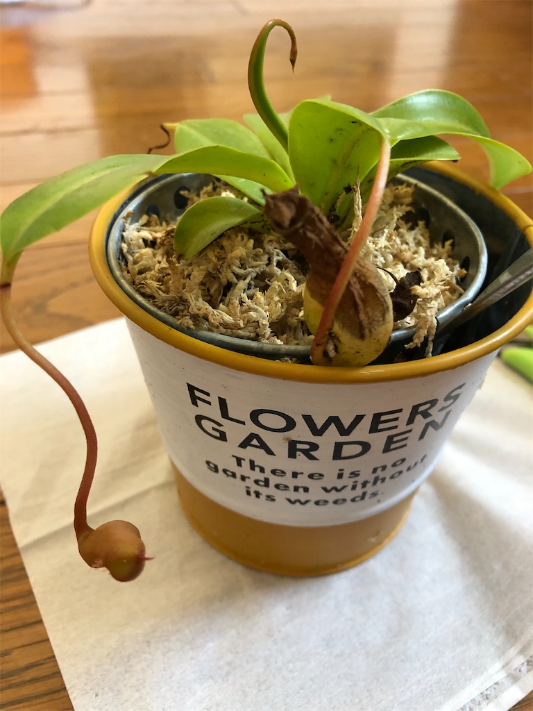 f:id:gororo2nyangororo:20200929123834j:image