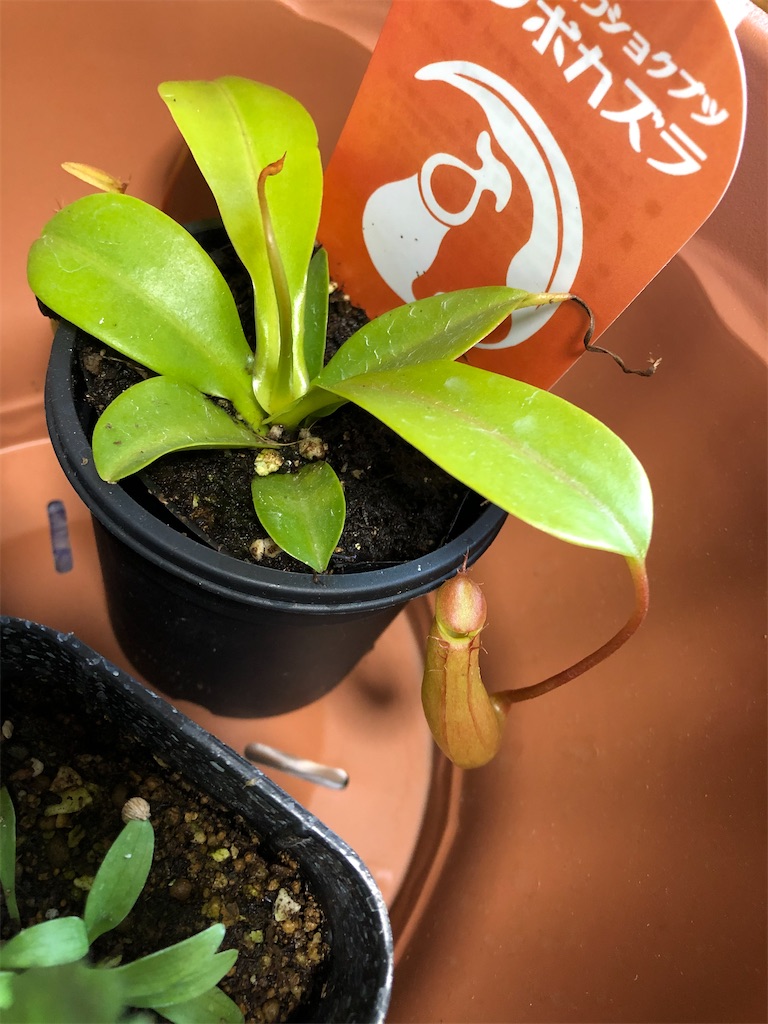 f:id:gororo2nyangororo:20200929123905j:image