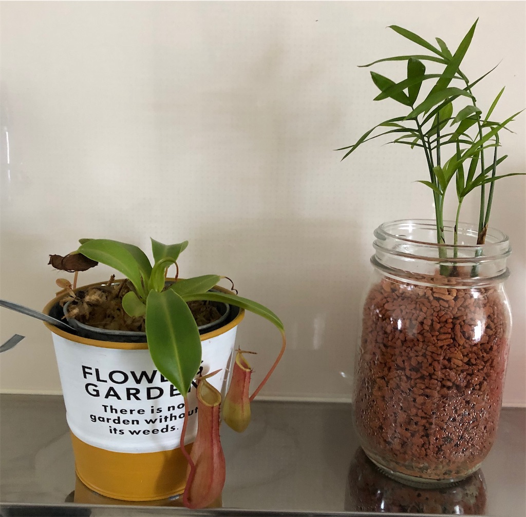 f:id:gororo2nyangororo:20200929124238j:image