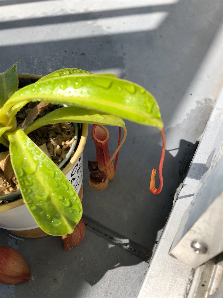 f:id:gororo2nyangororo:20200929124411j:image