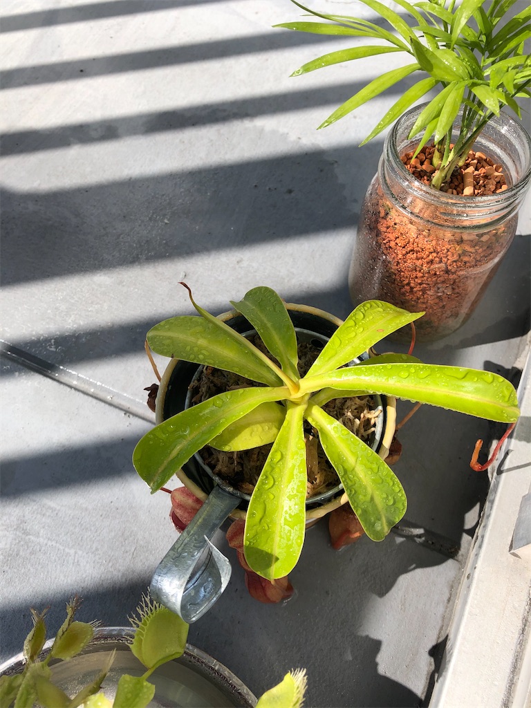 f:id:gororo2nyangororo:20200929124434j:image