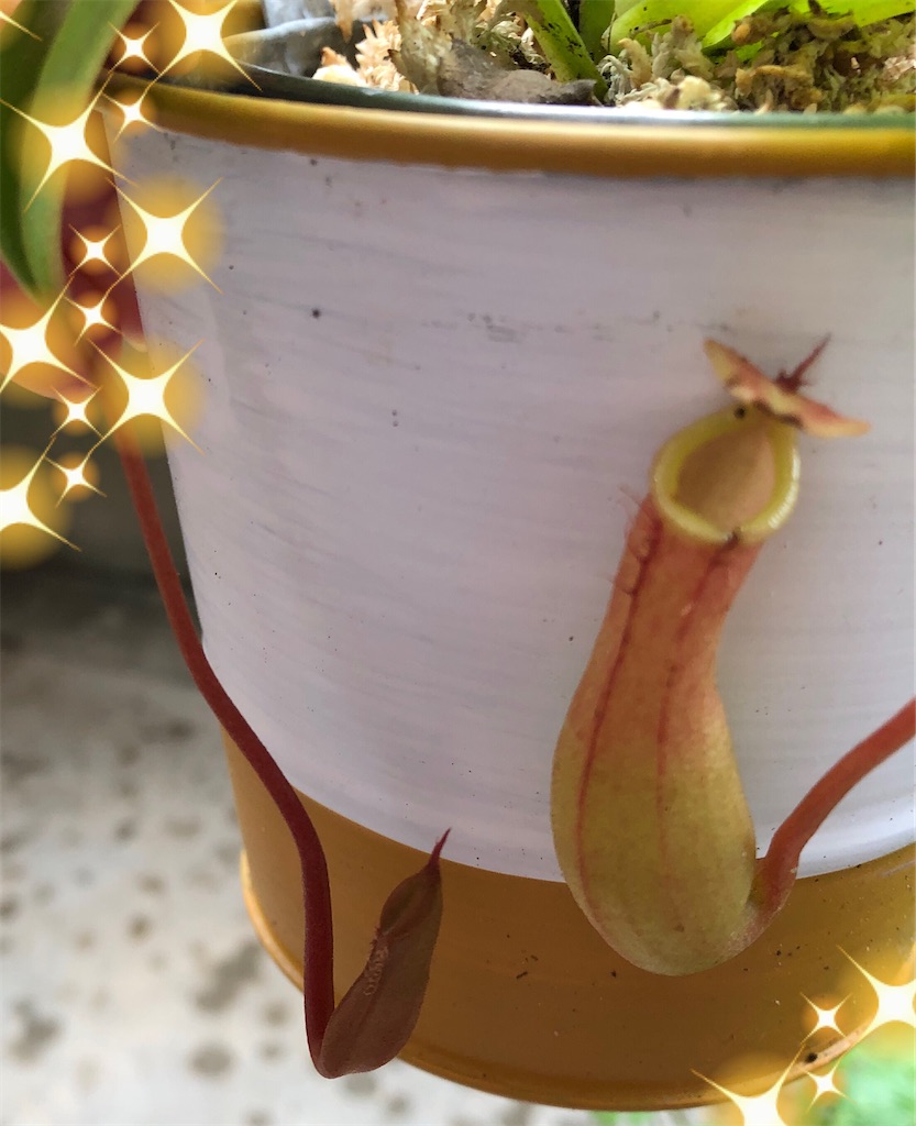 f:id:gororo2nyangororo:20200929174855j:image