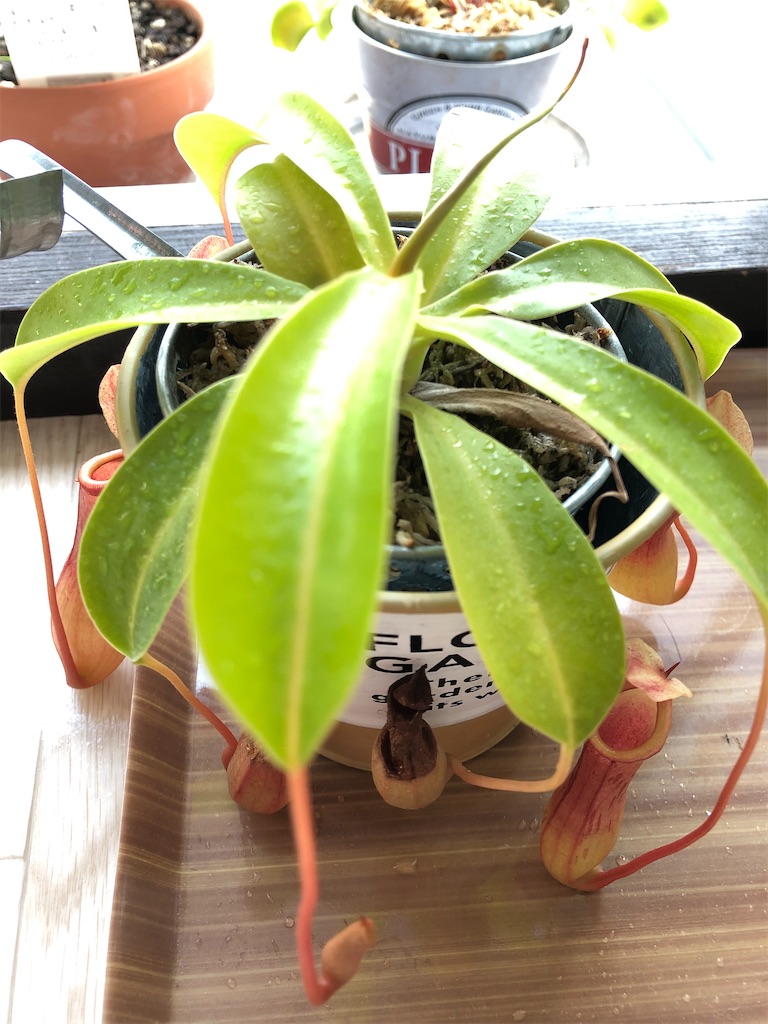 f:id:gororo2nyangororo:20200929183332j:image