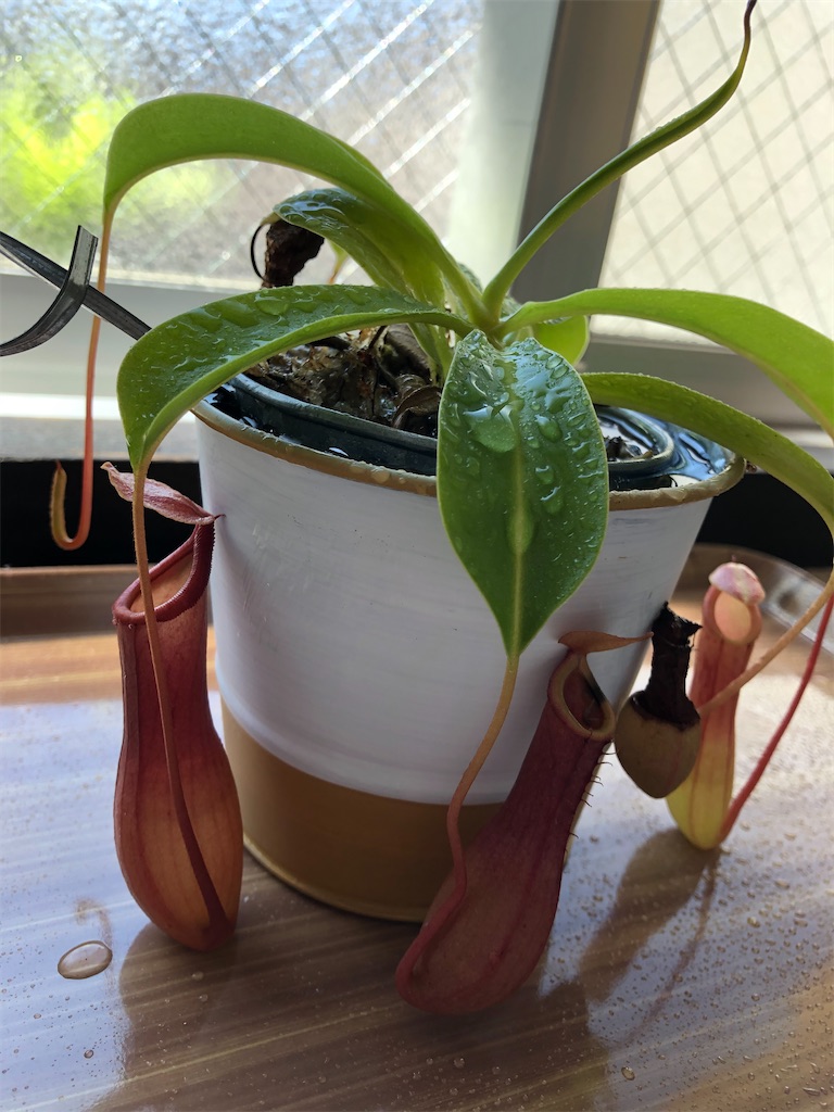 f:id:gororo2nyangororo:20200929184517j:image