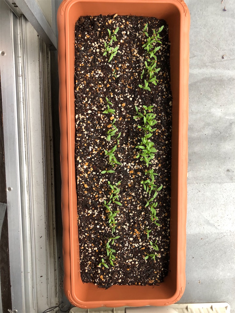 f:id:gororo2nyangororo:20200929234420j:image f:id:gororo2nyangororo:20200929234420j:image