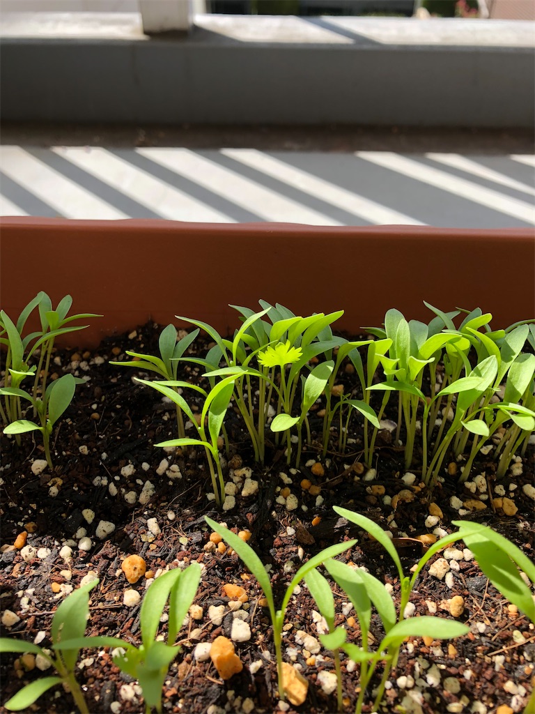 f:id:gororo2nyangororo:20200929234424j:image f:id:gororo2nyangororo:20200929234424j:image