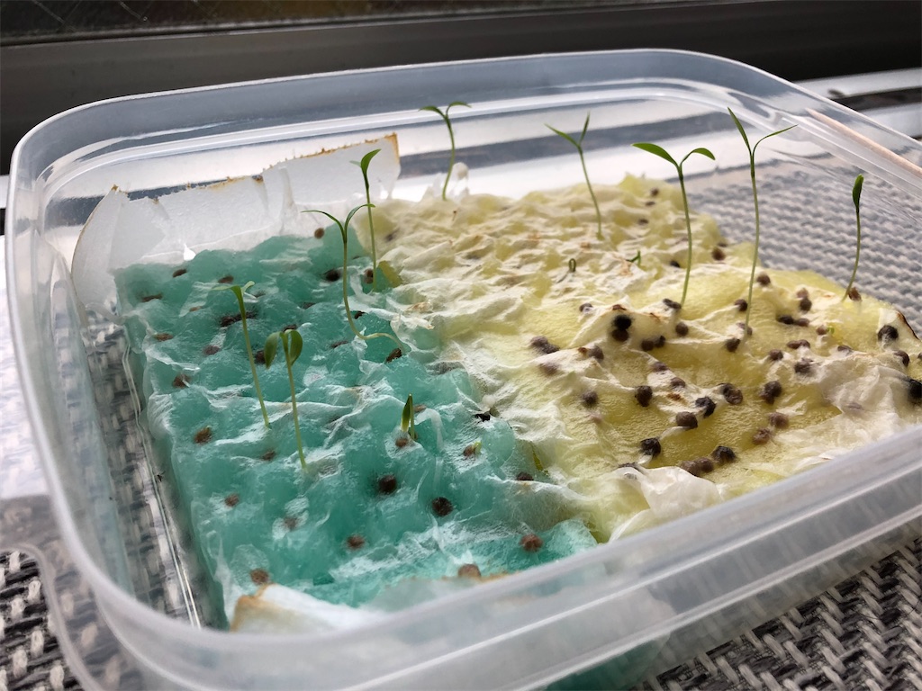 f:id:gororo2nyangororo:20200929234701j:image f:id:gororo2nyangororo:20200929234701j:image