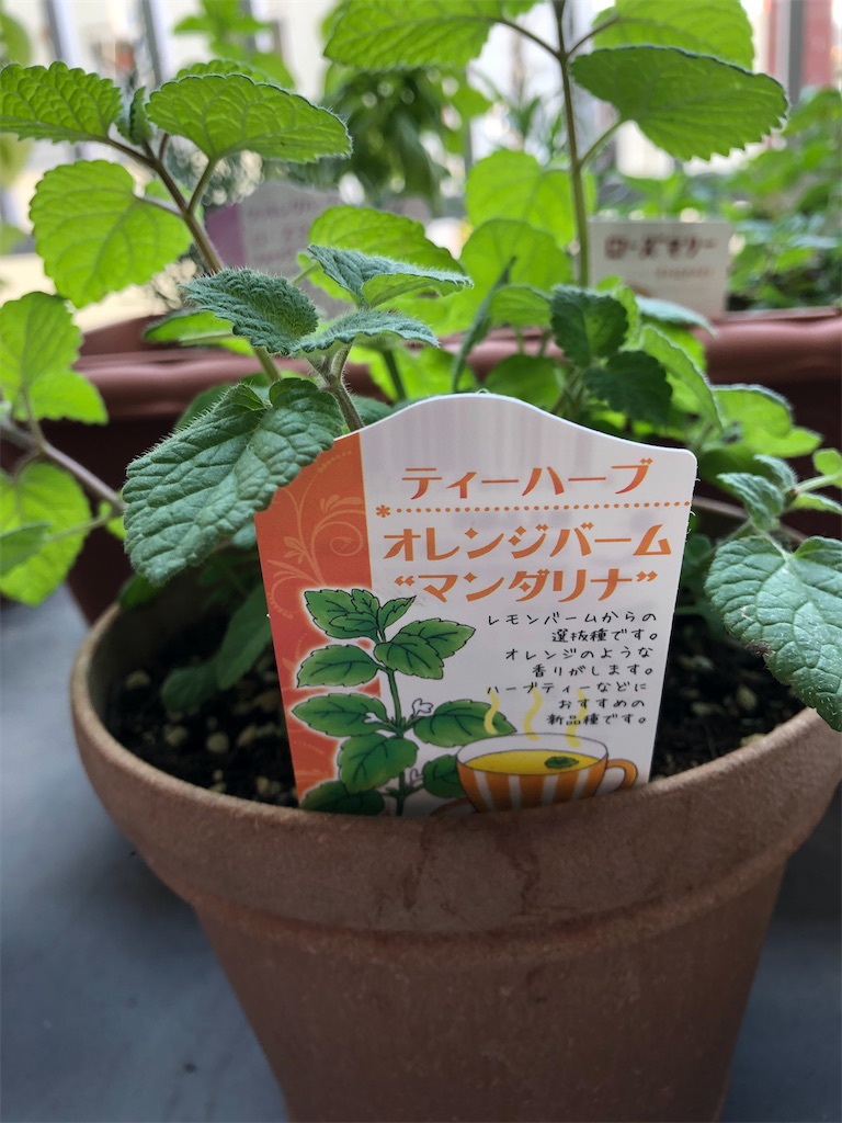 爽やかオレンジバームティーの巻き。家庭菜園ハーブティーでスロー